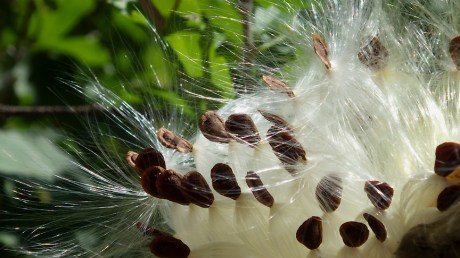 2015fallmilkweed4