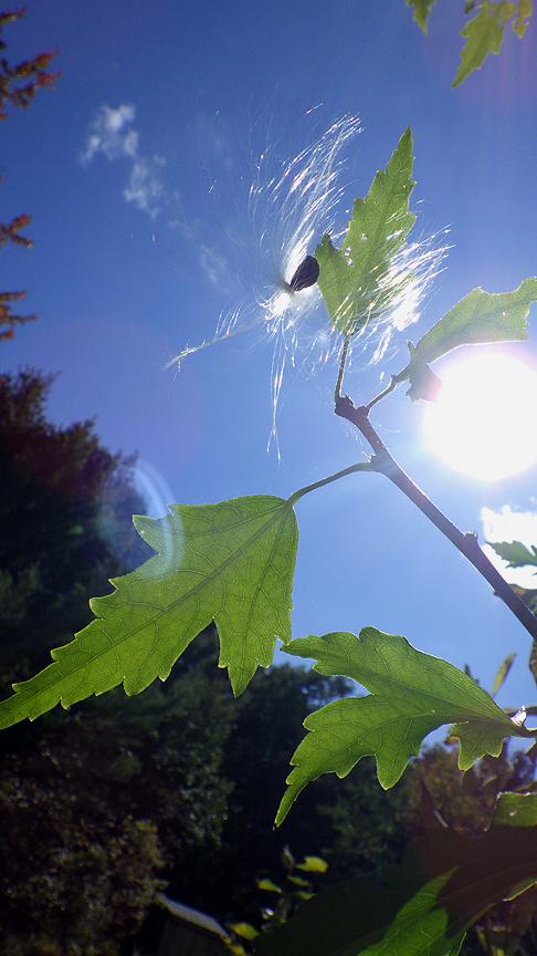 2015fallmilkweed5