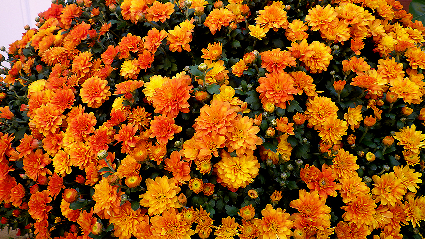 2015fallmum3