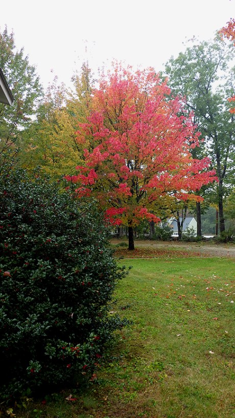2015falltrees11