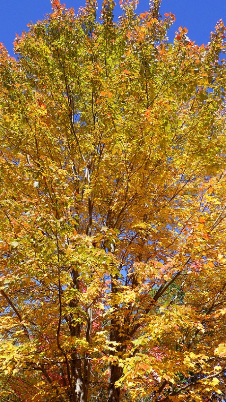 2015falltrees13