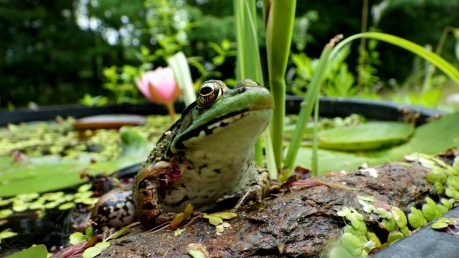 2016aquagardenfrog2iclose