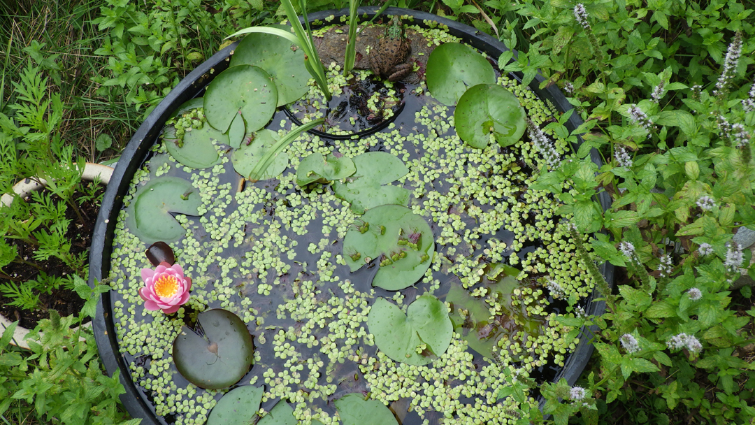 2016aquagardenfroglotus1