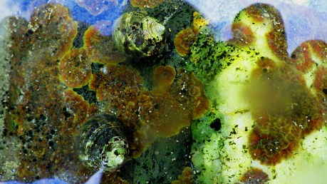 2016nhtidepoolperwinkle10