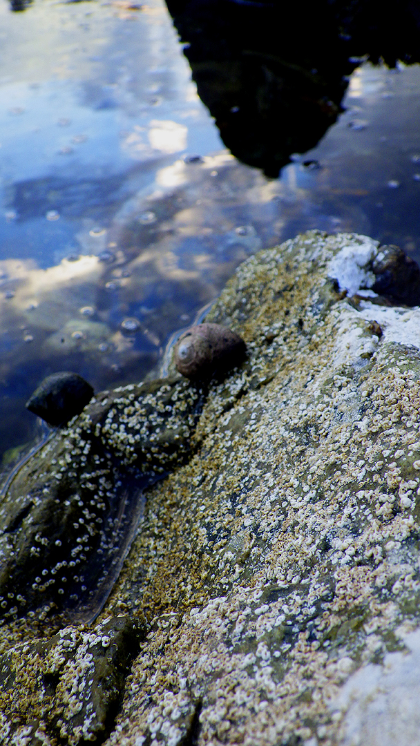 2016nhtidepoolperwinkle3