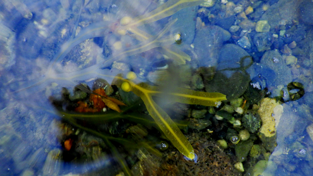 2016nhtidepoolperwinkle5