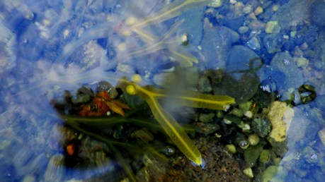 2016nhtidepoolperwinkle5