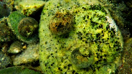 2016nhtidepoolperwinkle6