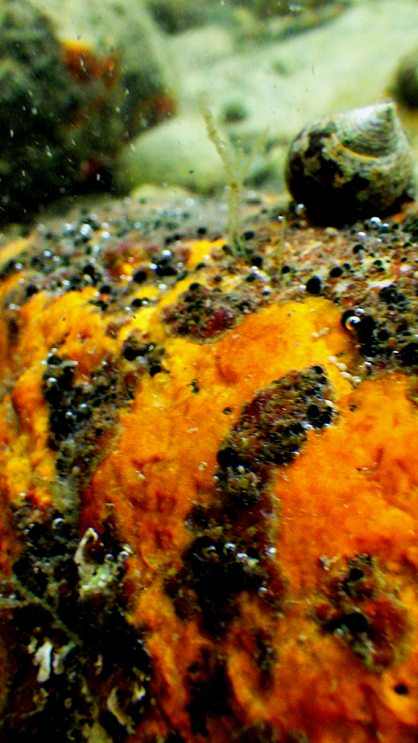 2016nhtidepoolperwinkle8