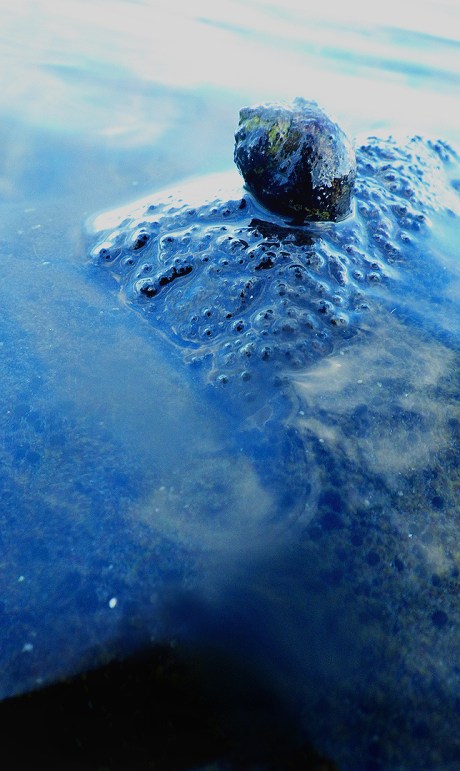 2016nhtidepoolperwinkle9