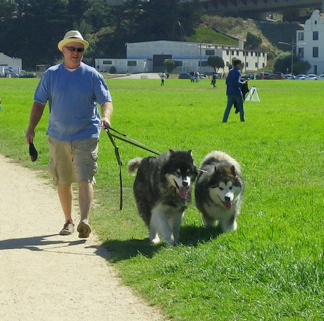 dogsofsanfrancisco10