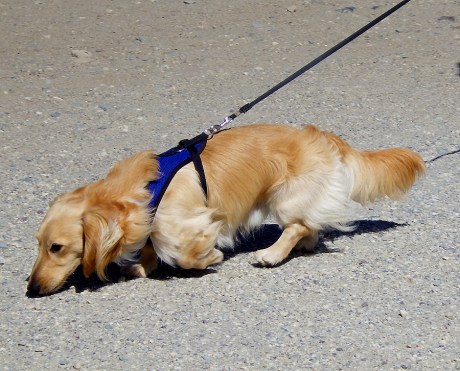 dogsofsanfrancisco12