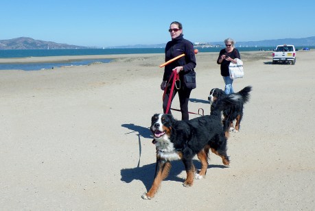 dogsofsanfrancisco14