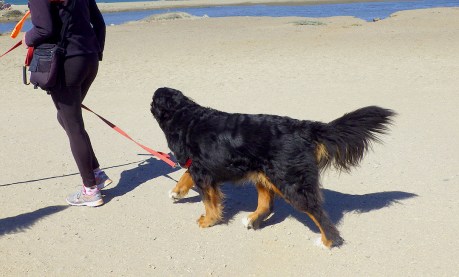 dogsofsanfrancisco15