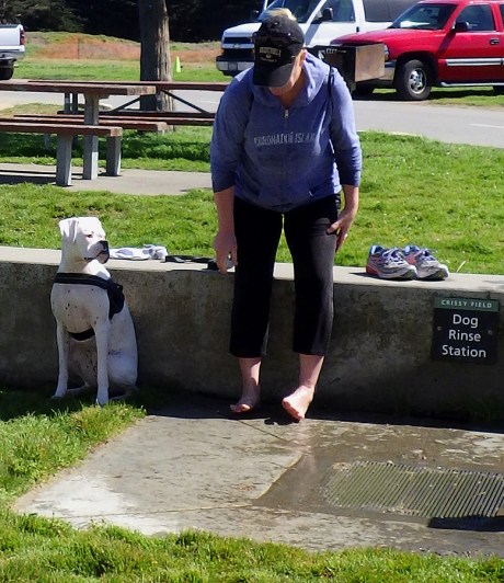 dogsofsanfrancisco16