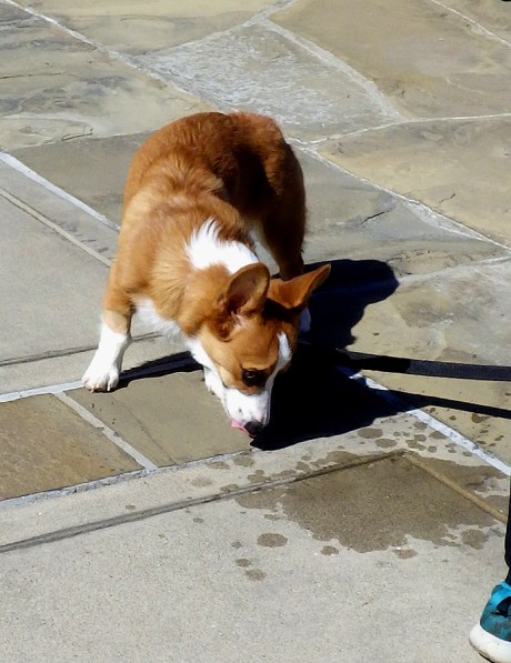 dogsofsanfrancisco18