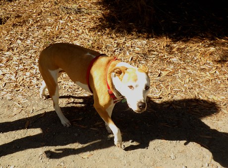 dogsofsanfrancisco19