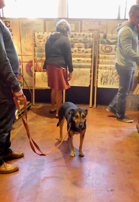 dogsofsanfrancisco21