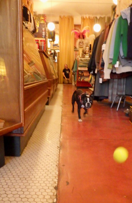 dogsofsanfrancisco22