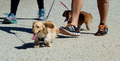 dogsofsanfrancisco23