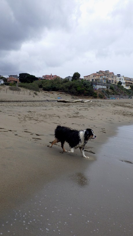 dogsofsanfrancisco24