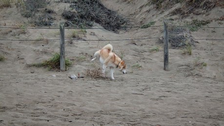 dogsofsanfrancisco28