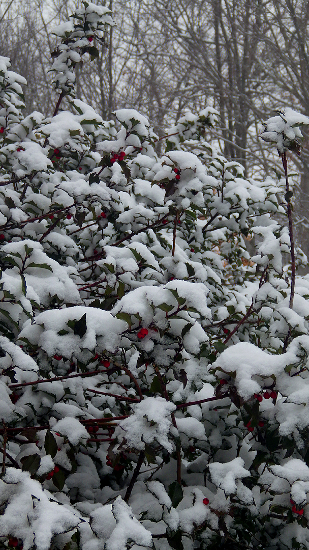 2016christmastholly1