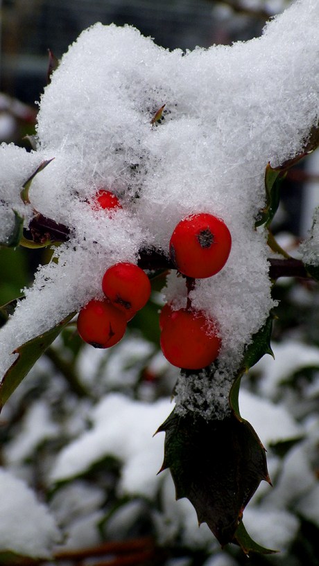 2016christmastholly2