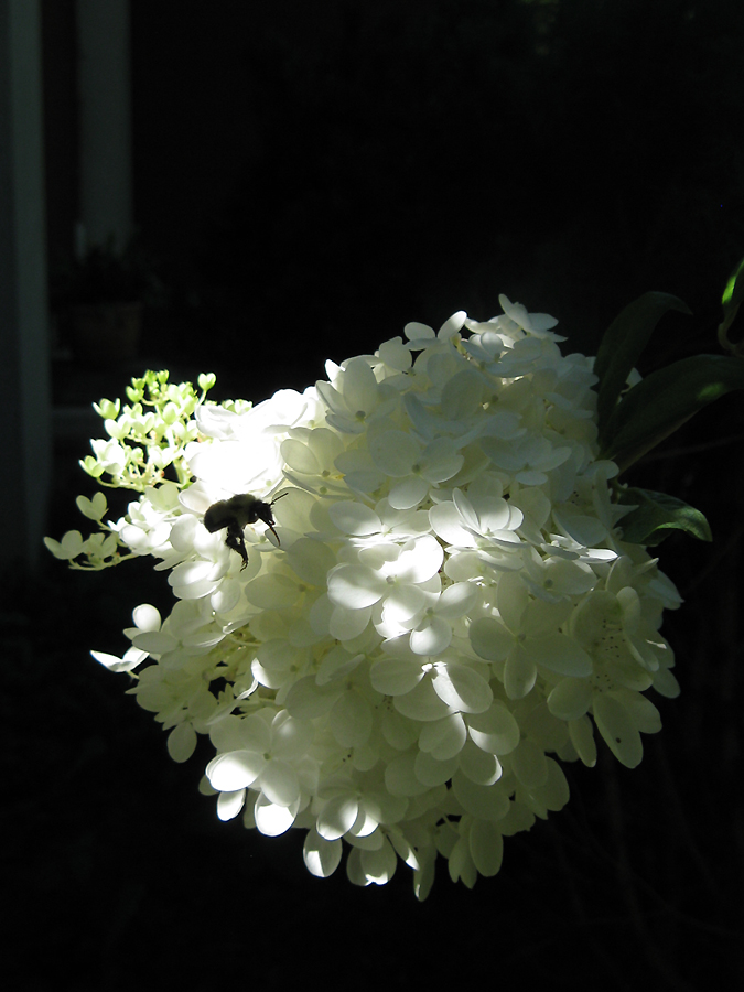 2013summerhydreangeabee