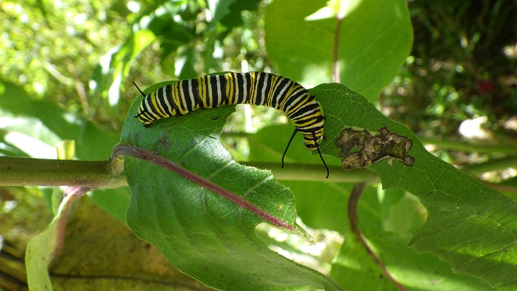 2017summercatapillar