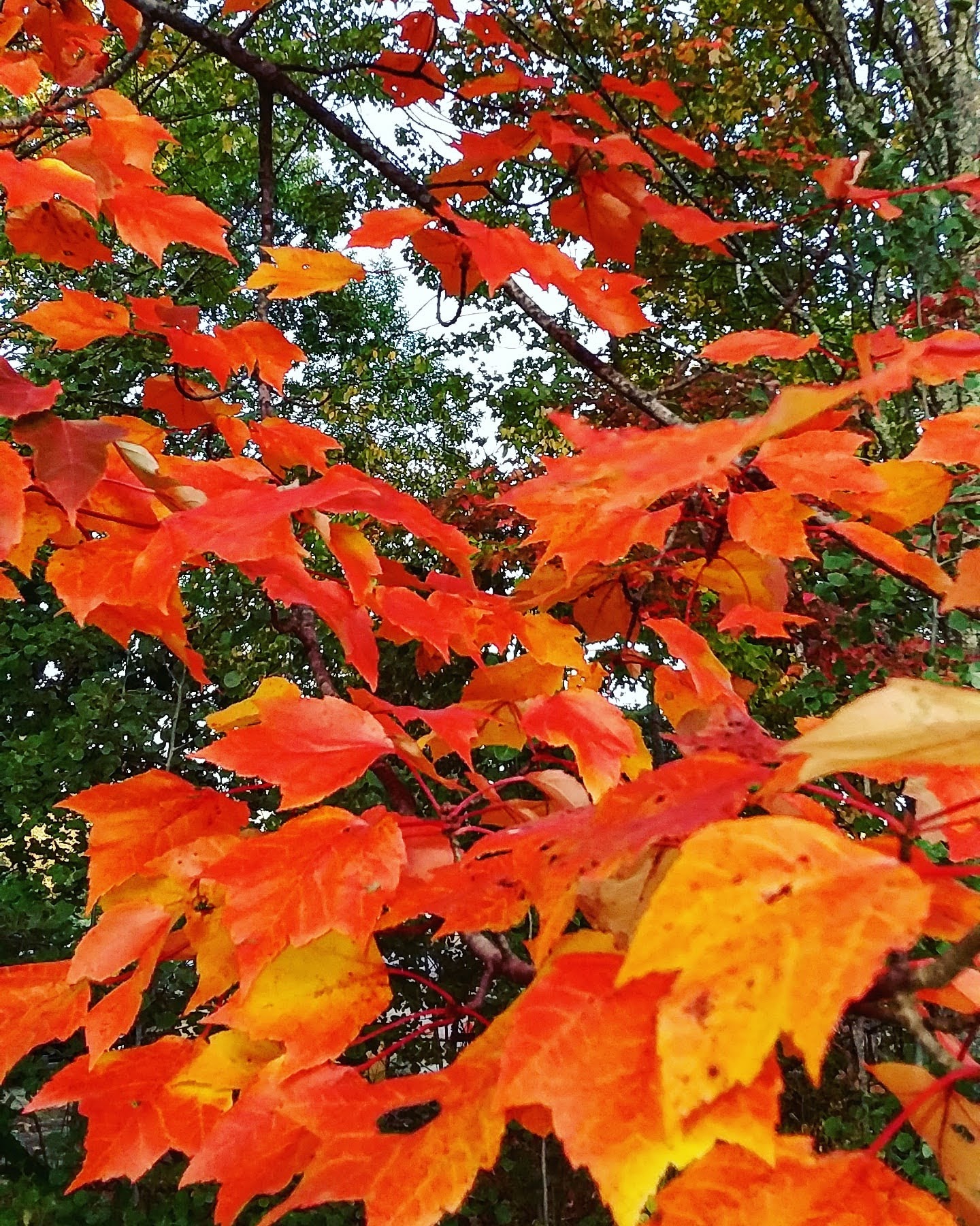 img_20200925_181029_276