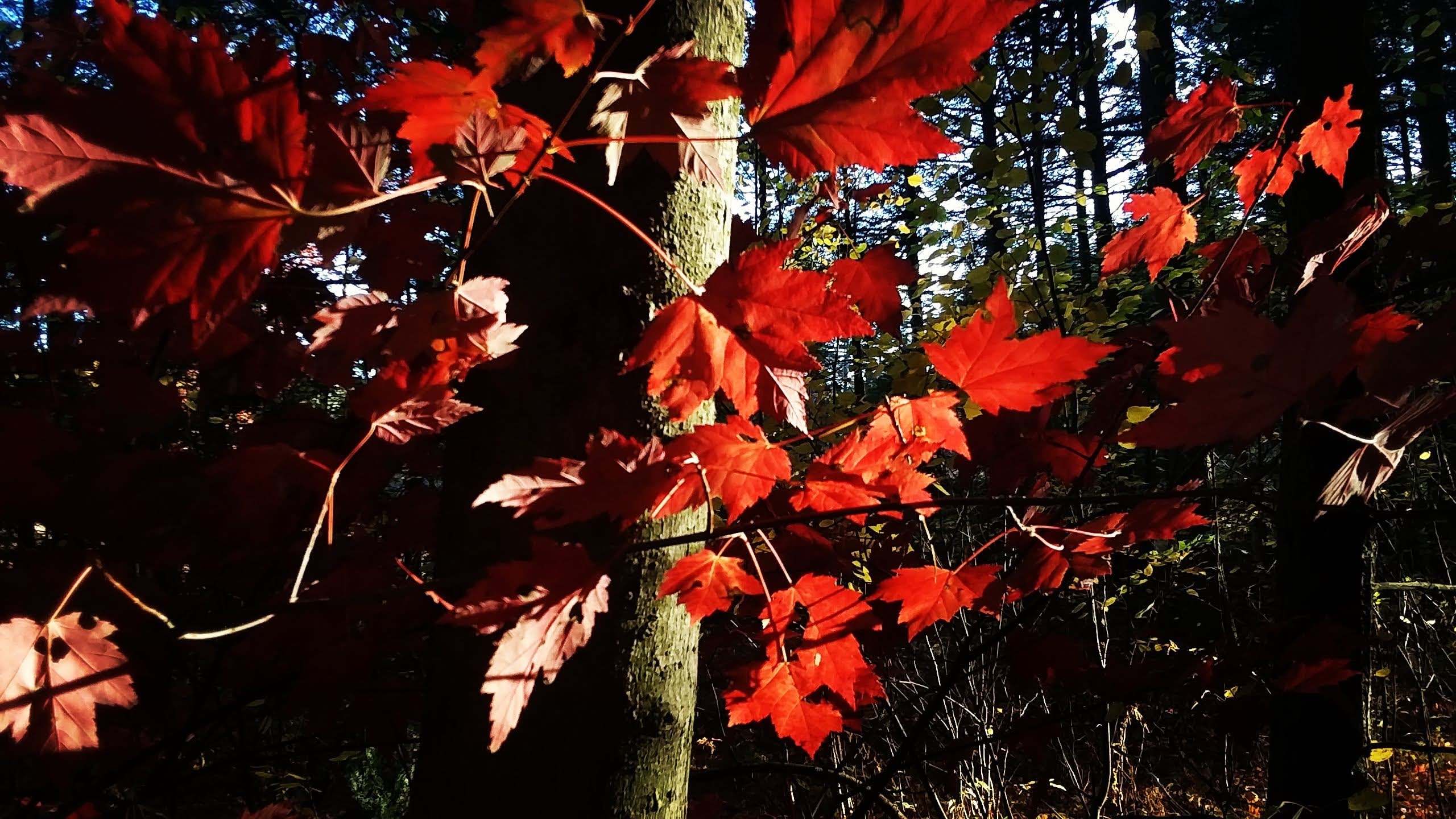 img_20201017_193358_574