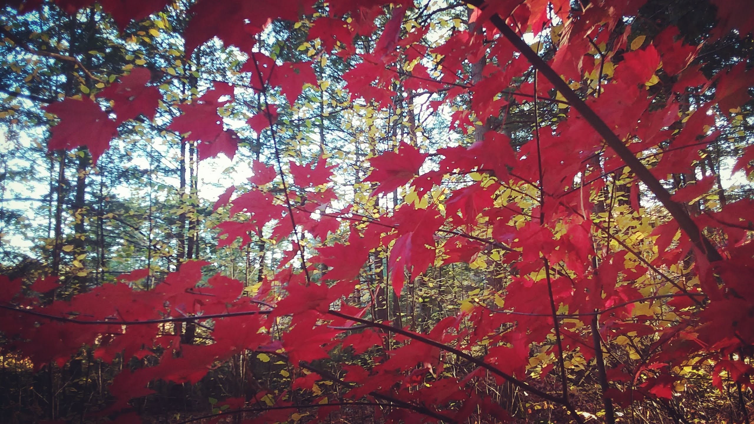 img_20201017_194328_497