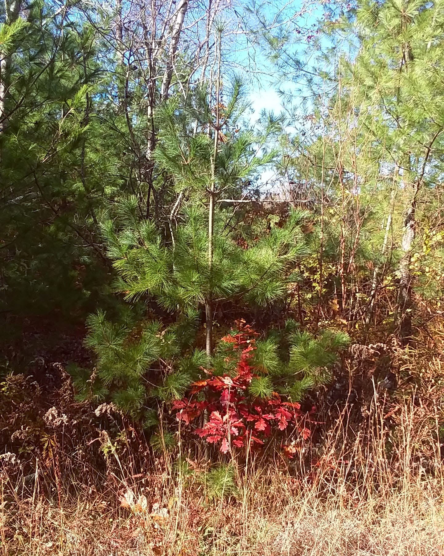 img_20211114_125141_564