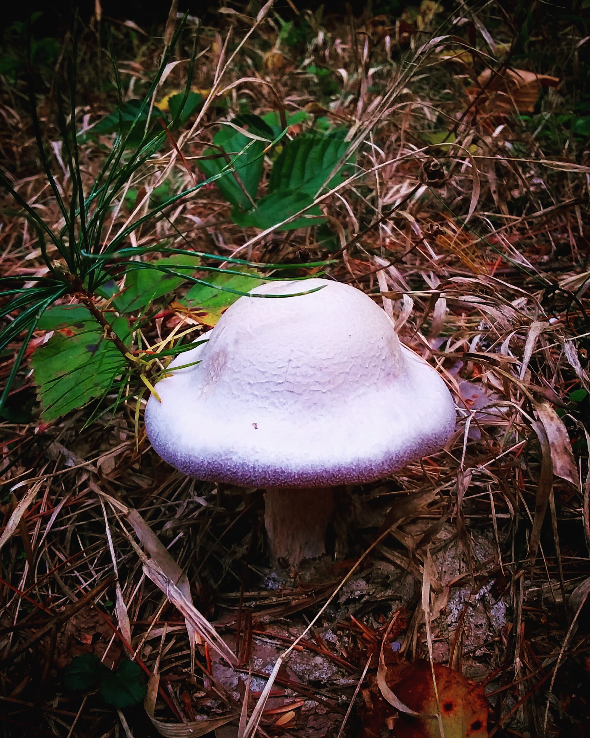 mushroom1